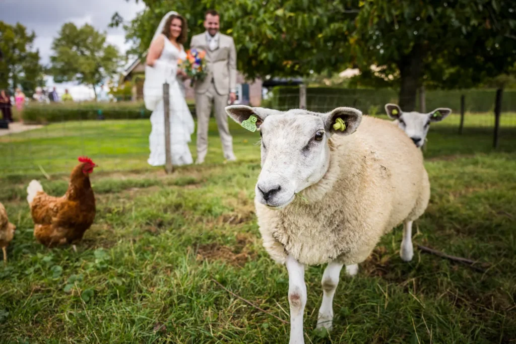 Bruidspaar kijkt naar hun schaap in de tuin.