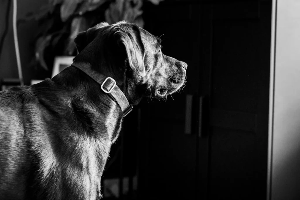 Hond wacht op zijn baasje die gaat trouwen.